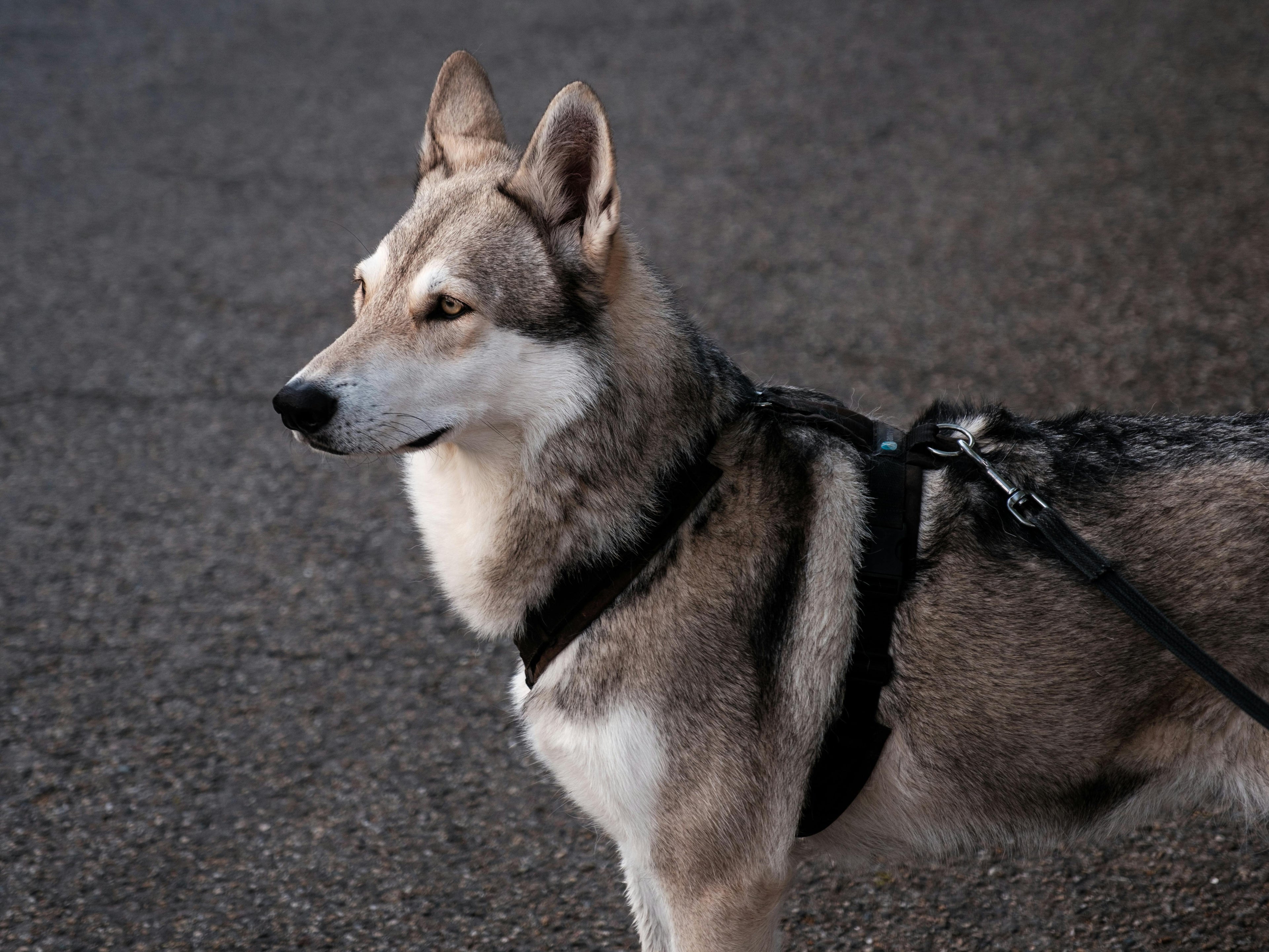 Pet Accessories
