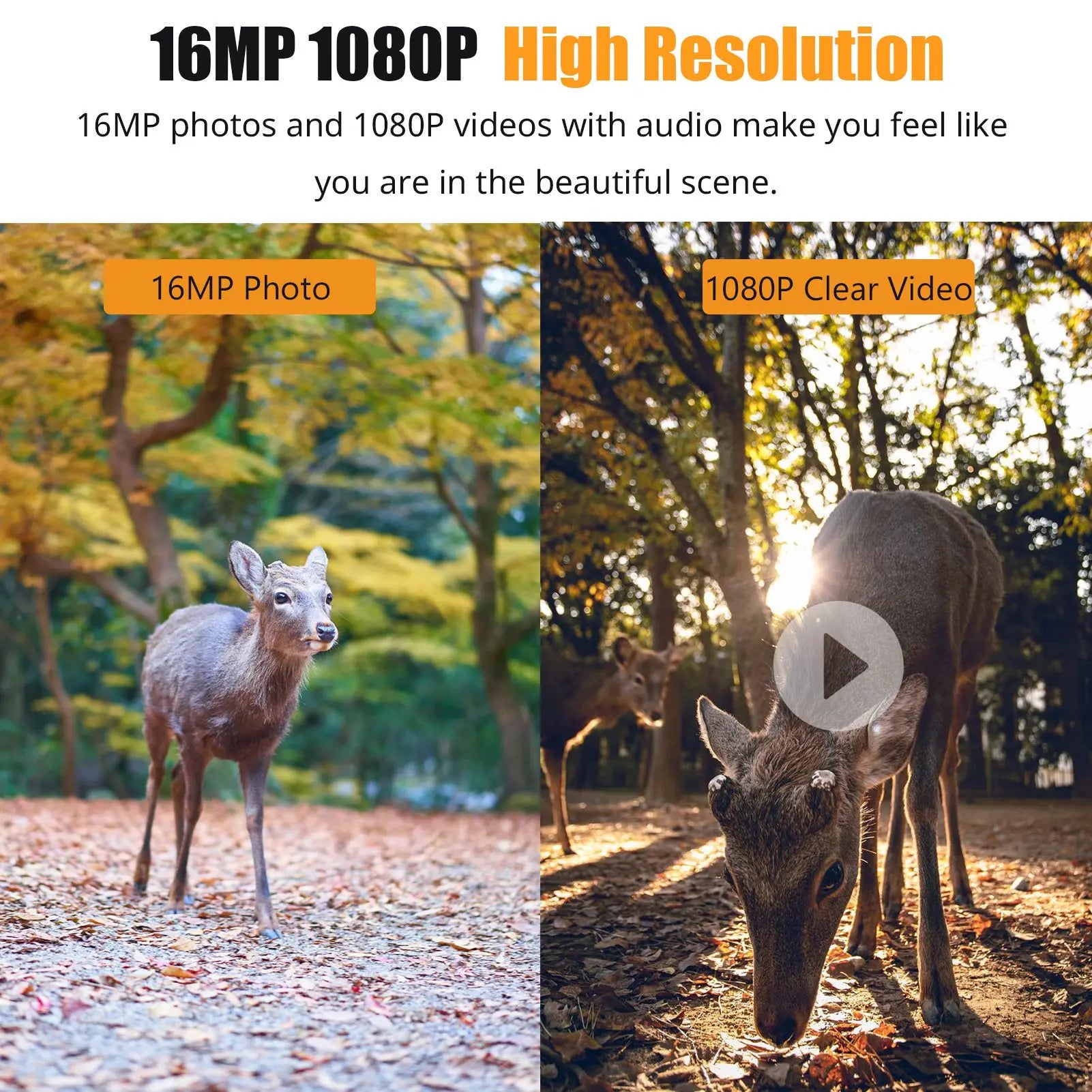 2.0inch Display, Waterproof , Infrared Night Vision Trail Camera.